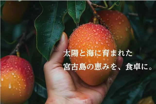 マンゴーの写真
